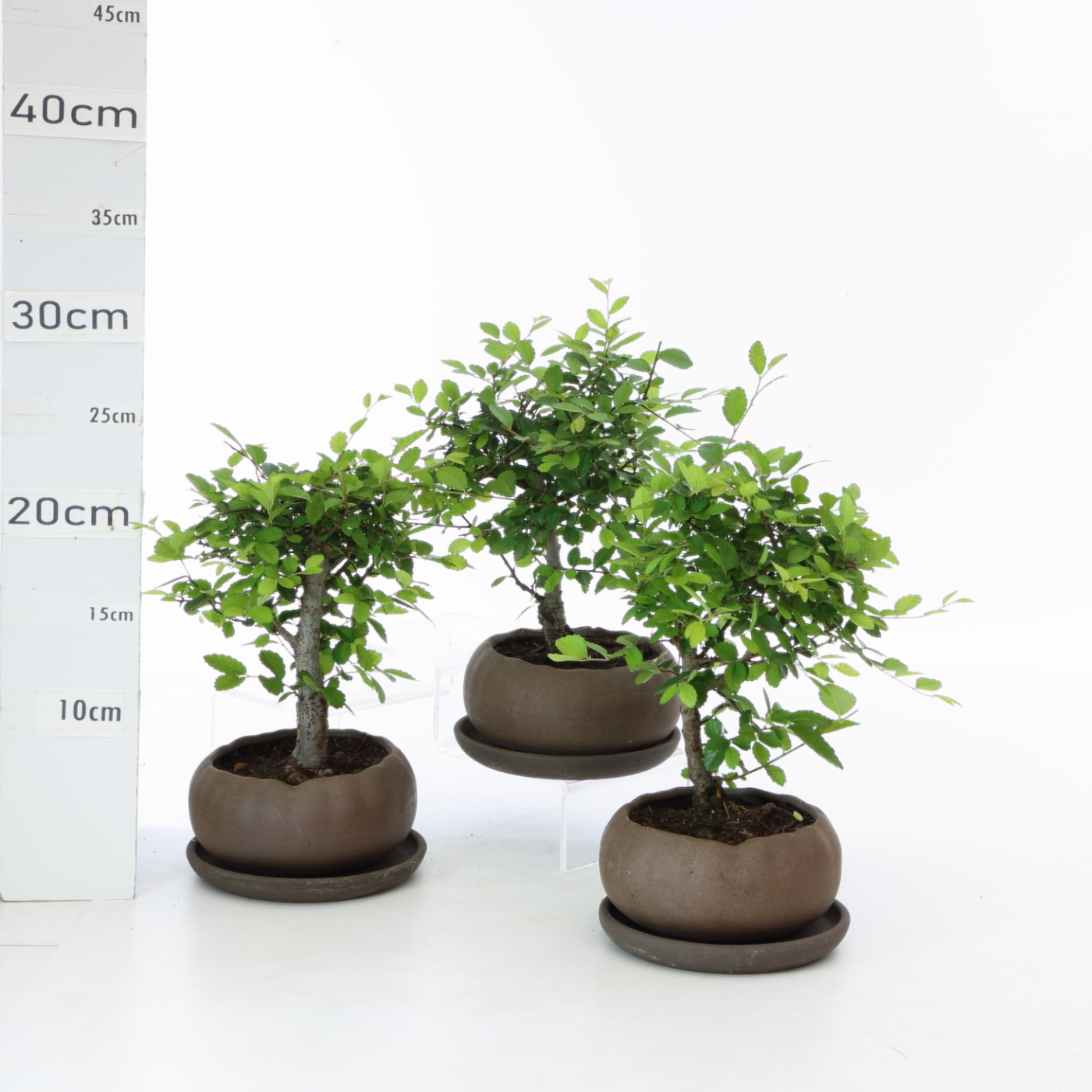 Zelkova sinensis K2+S