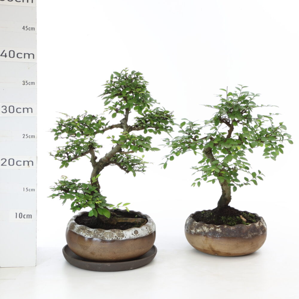 Zelkova sinesis K4.2+S = 4 n