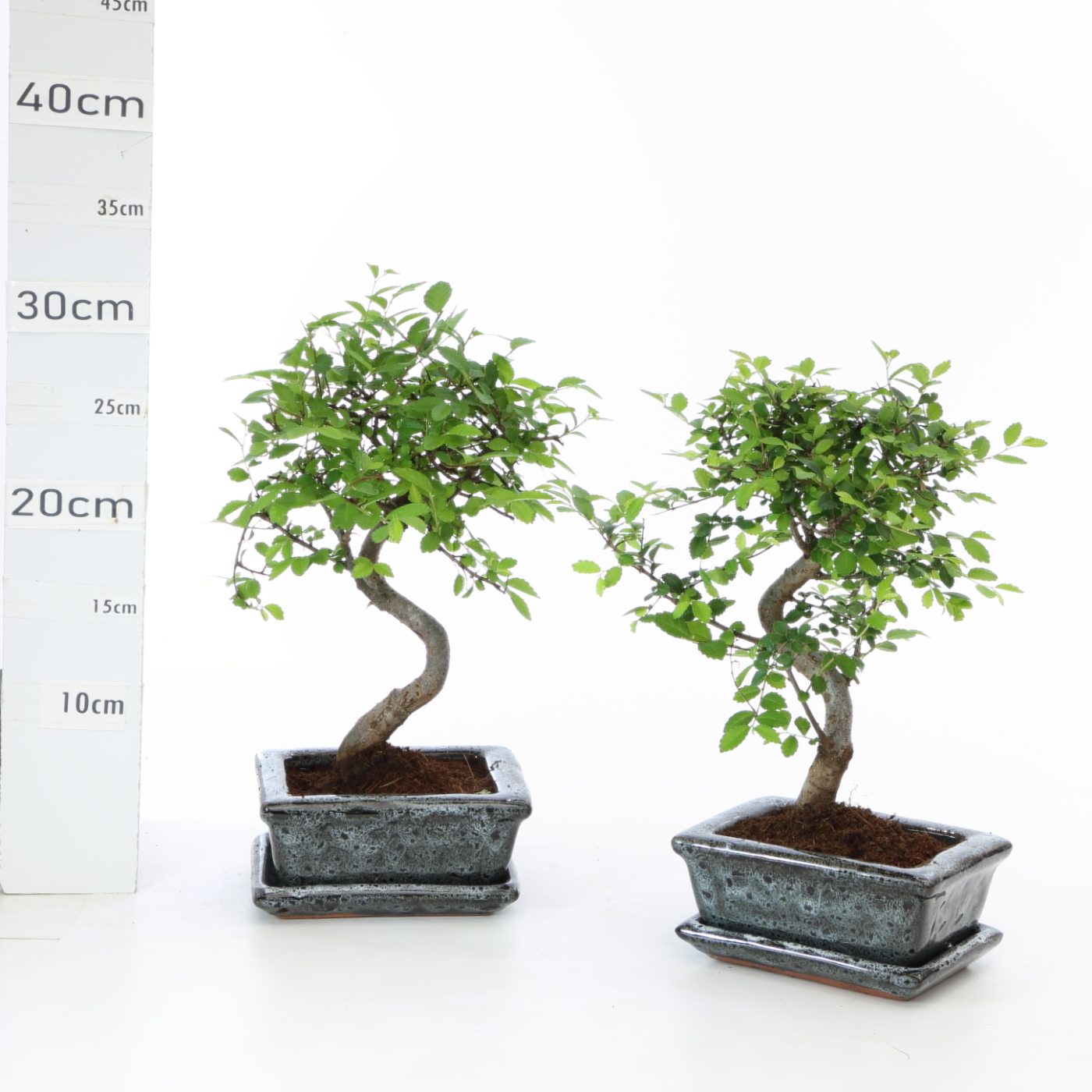Zelkova sinensis M2.5+S