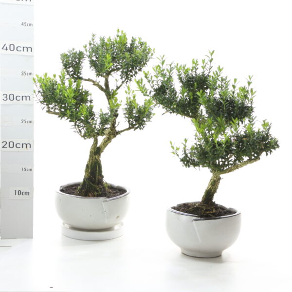 Buxus K5 pot Menzen sans sc