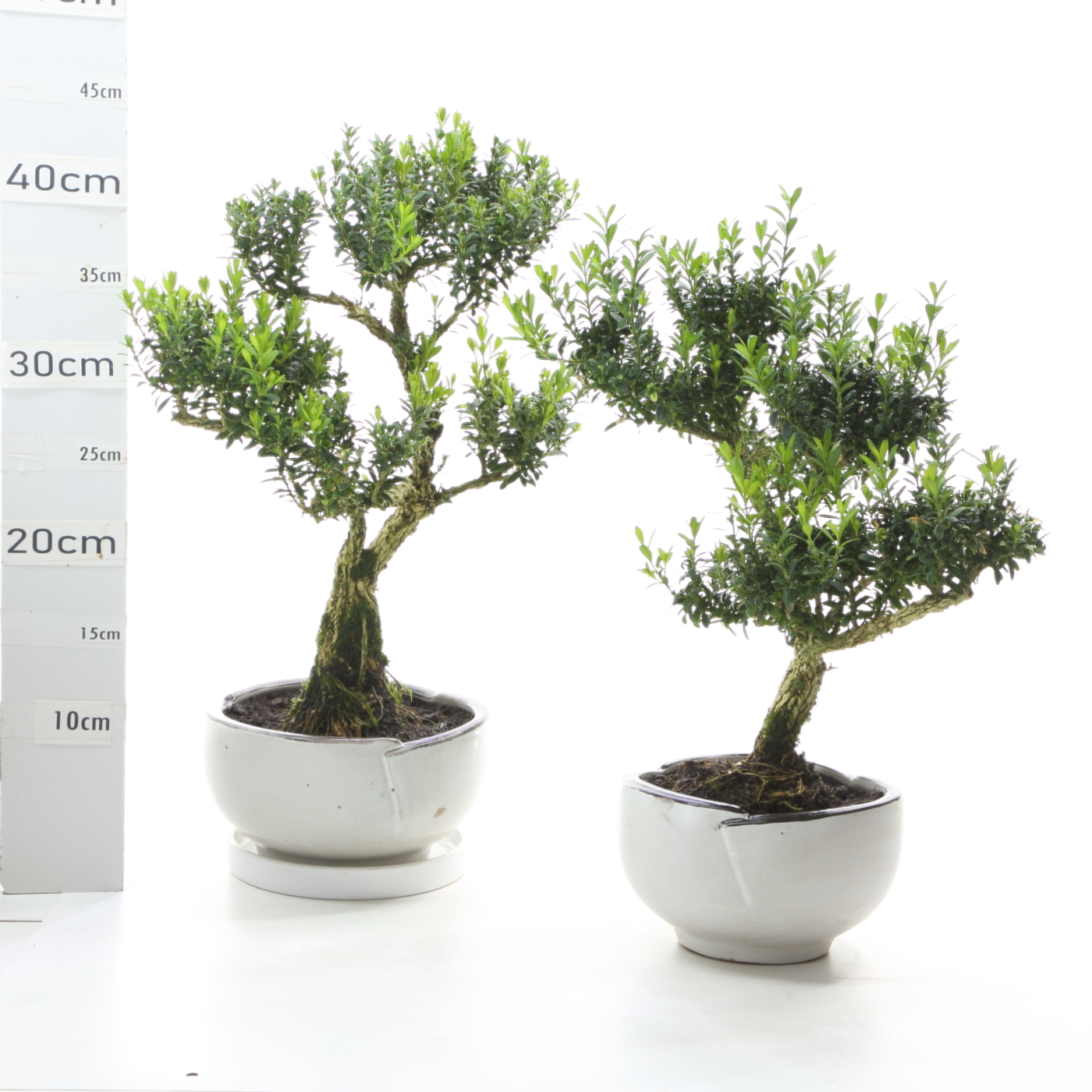 Buxus K5 pot Menzen sans sc