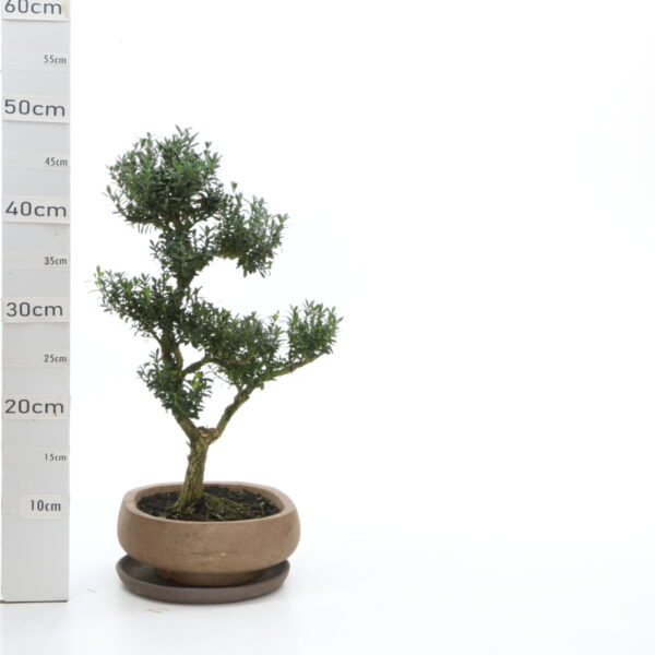 Buxus K5 pot Nendo+S