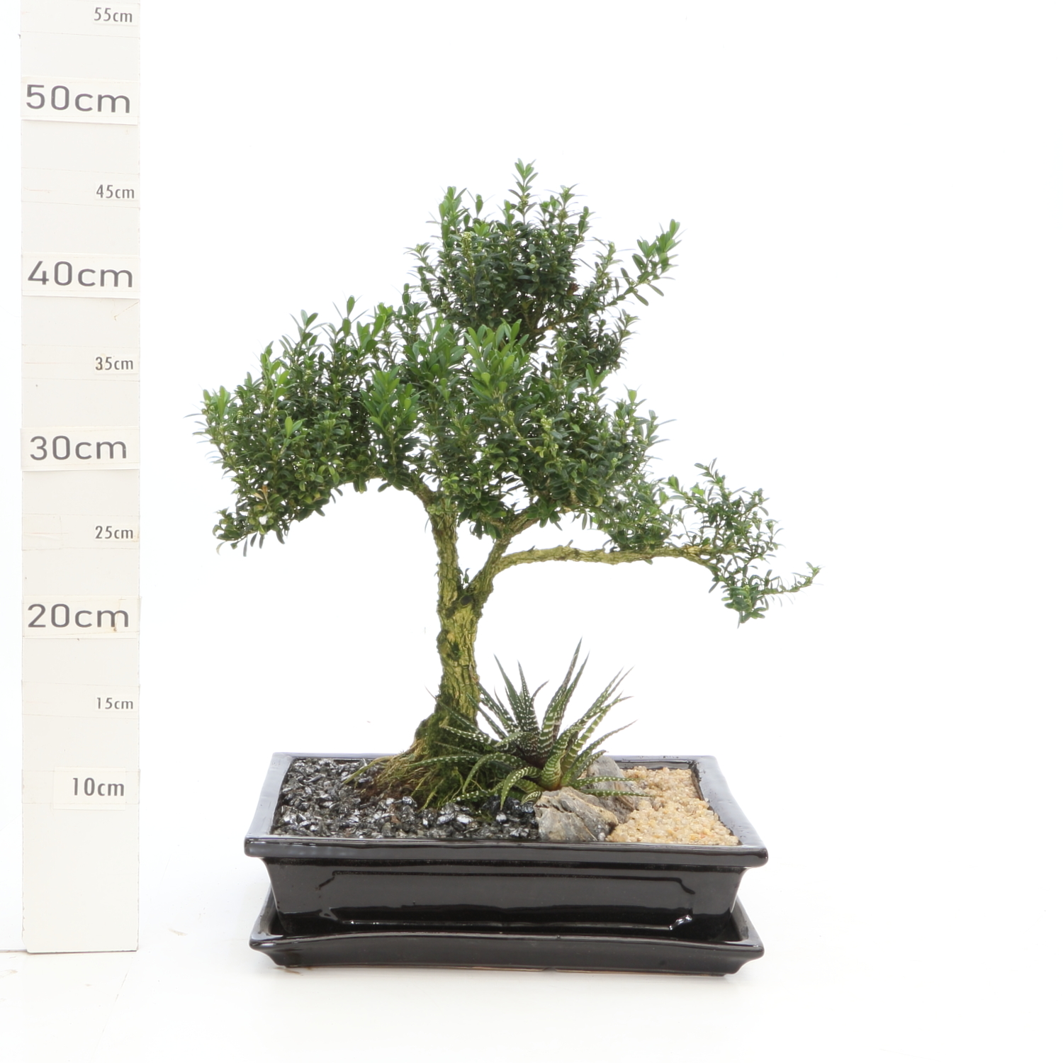 PEN Buxus M7.5+S