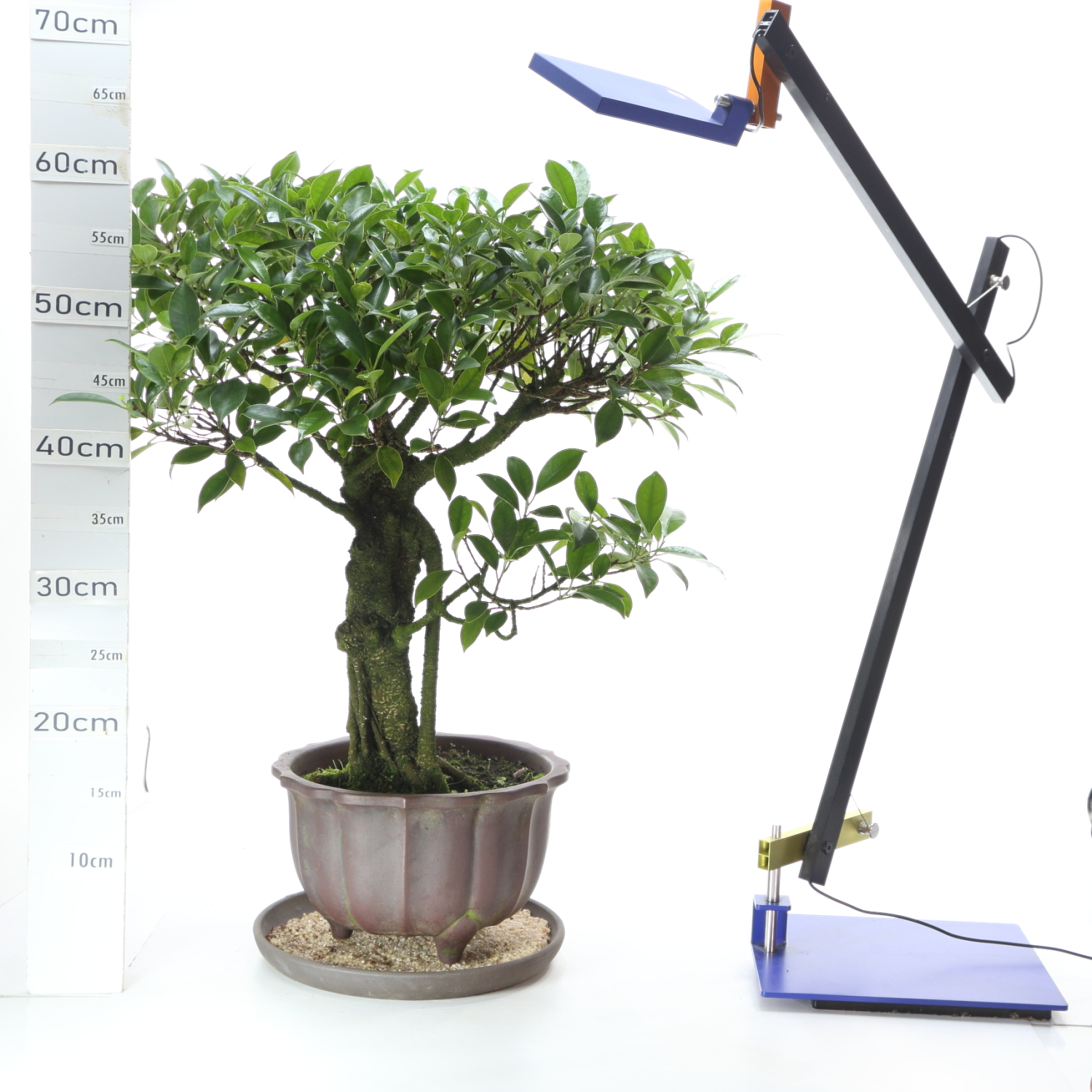 Ficus M7.5 pot Yxing+S