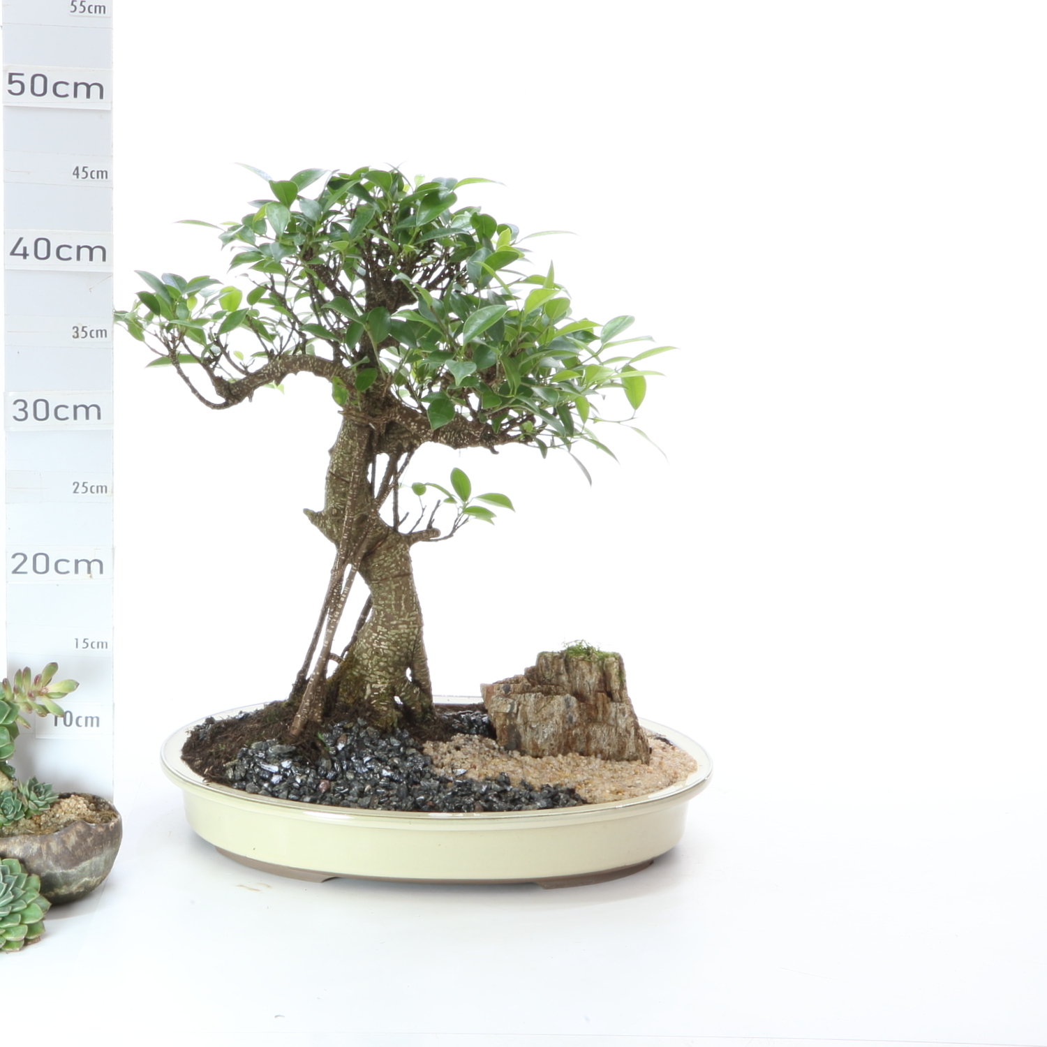 Ficus Penjing M7.5 Pot Japonais