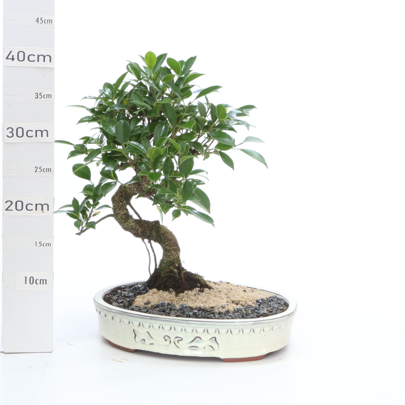 Ficus penjing M4.2 pot email