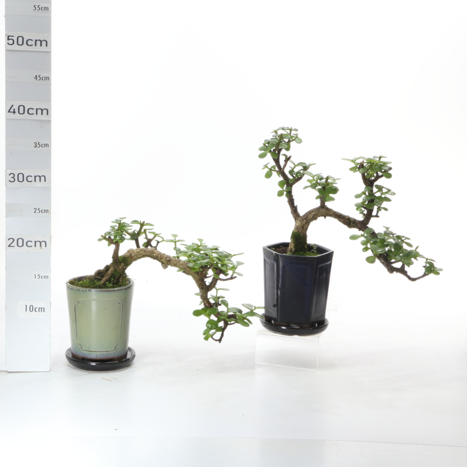 Portulacaria cascade M3.5+S