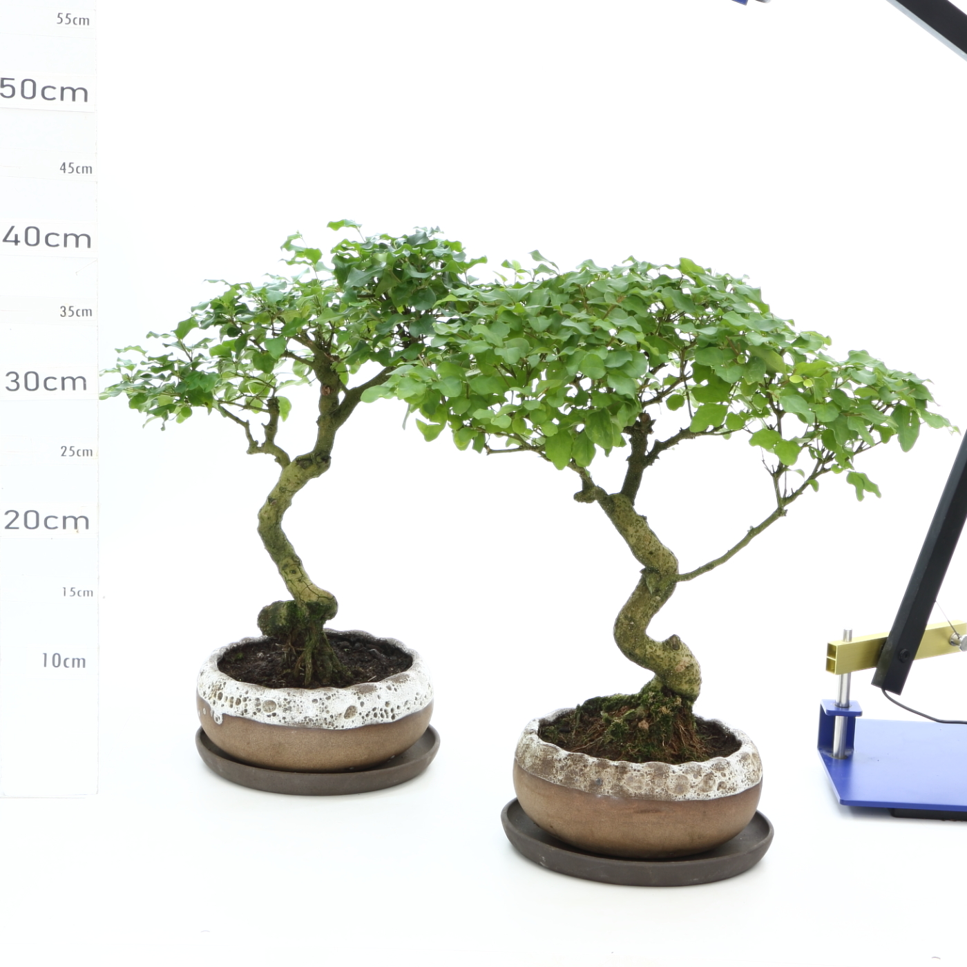 Ligustrum K3.7 pot Hana+S