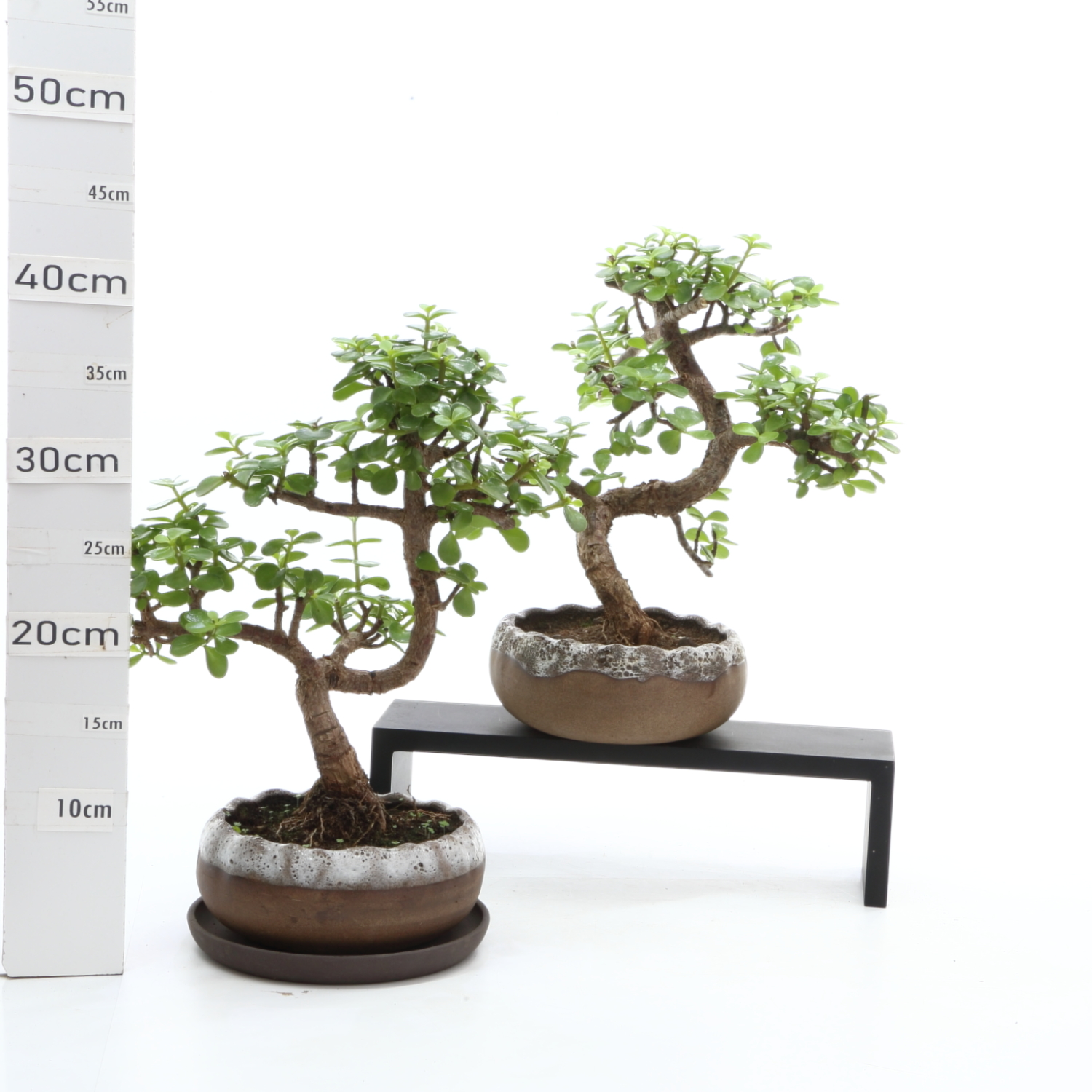 Portulacaria K4.2 pot Hana 17cm+S