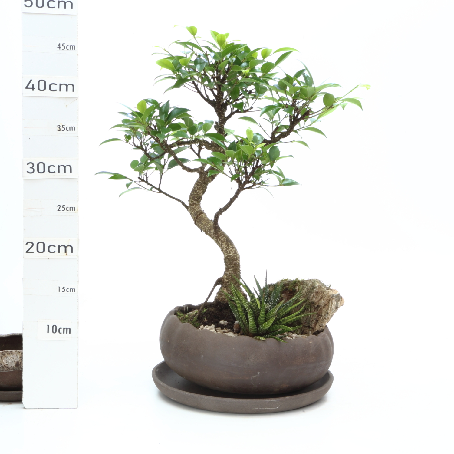 Ficus Pla K5.5 pot Hana+S