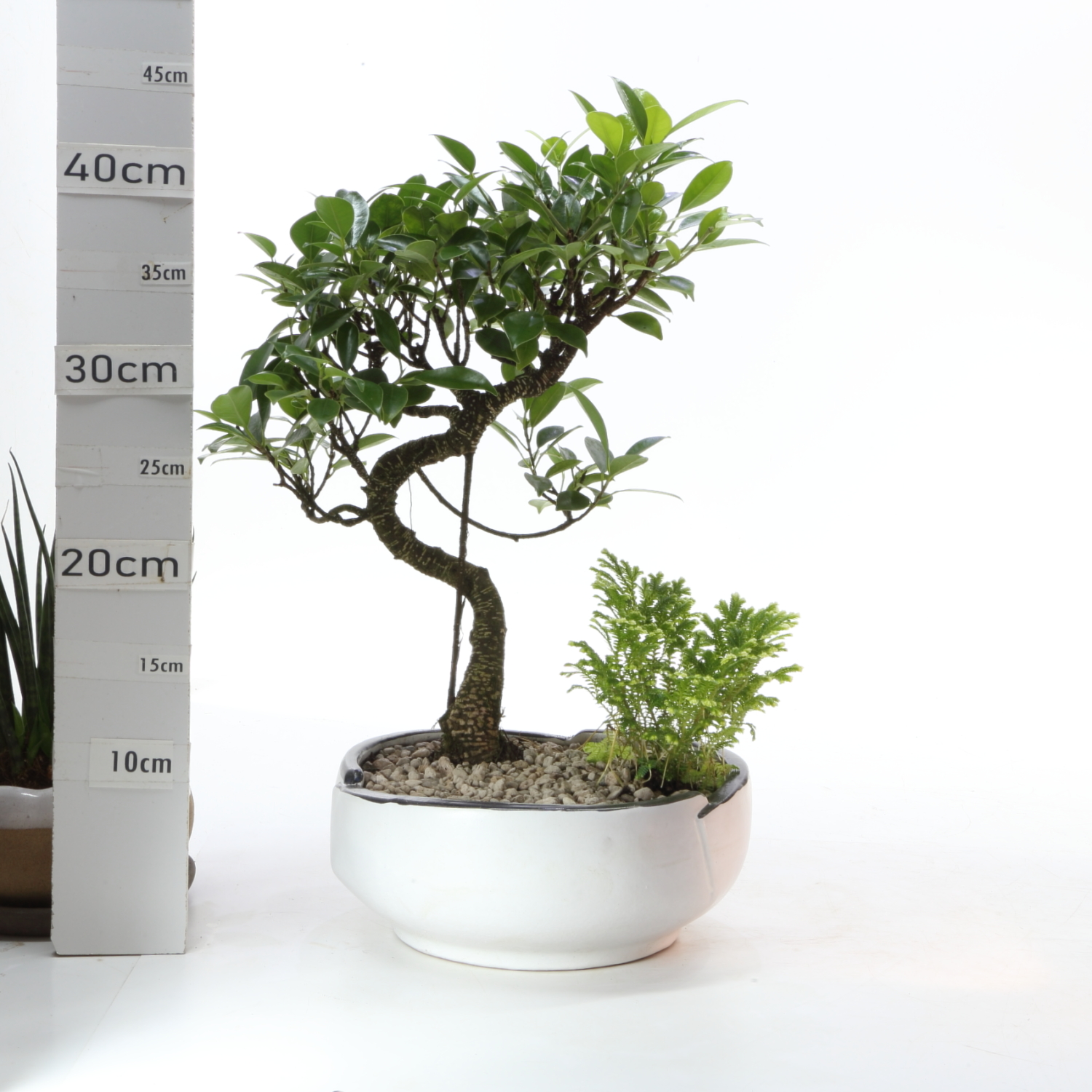 JA FR M4.5 Men Ø23cm sans sc