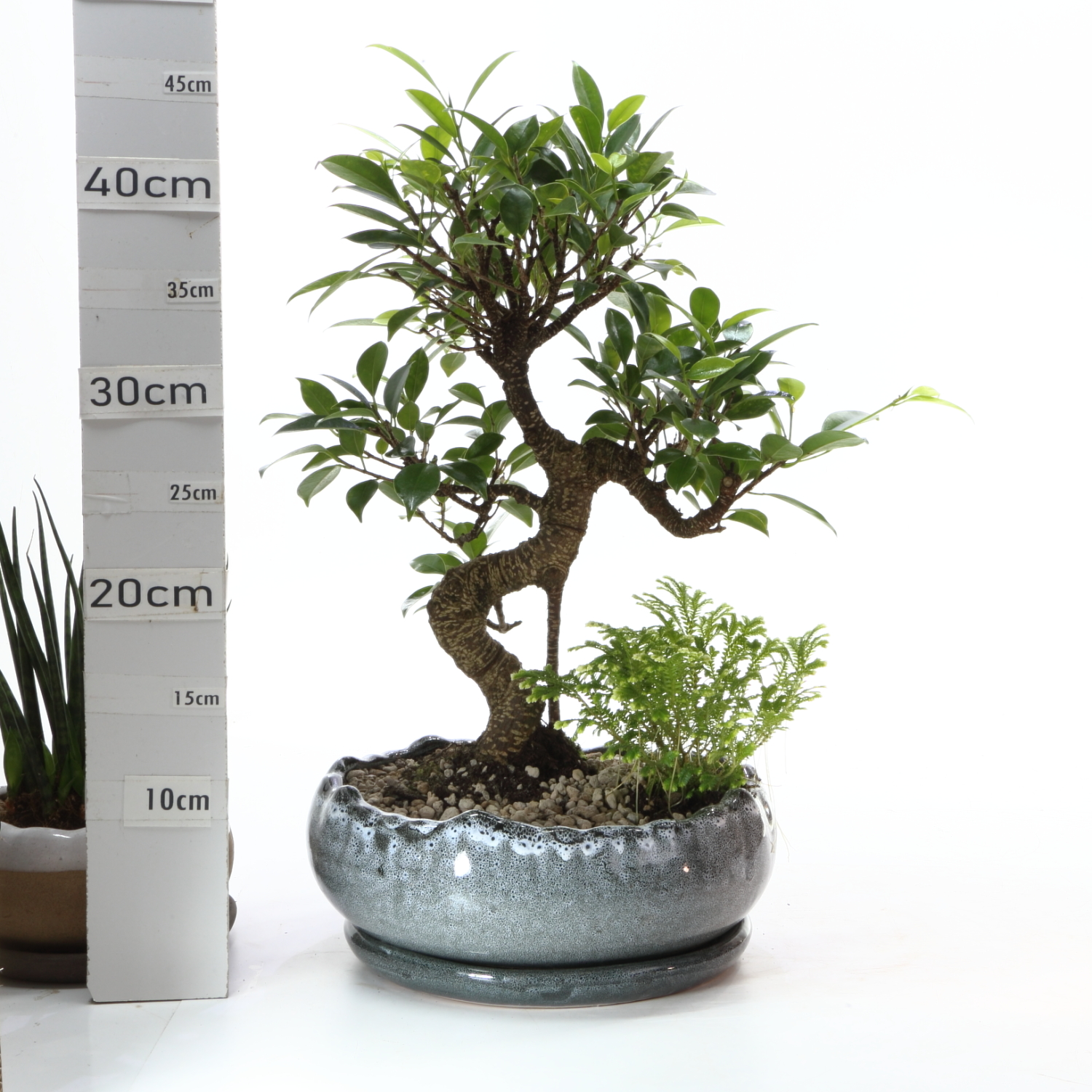 JA M5.5 Han Ø23cm+S