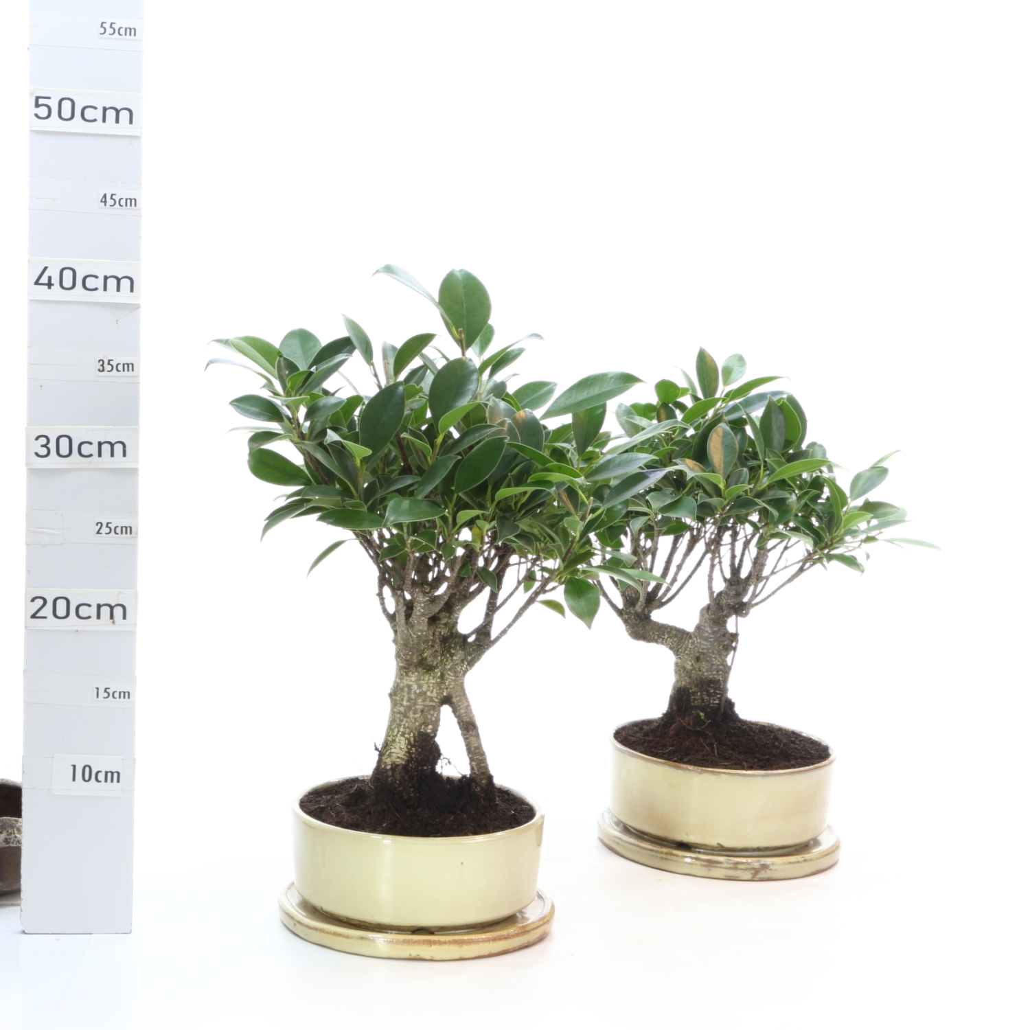 Ficus bl tronc xxl M4+S sable
