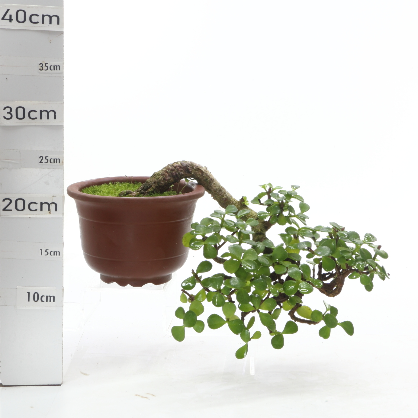 Portulacaria cascade M4