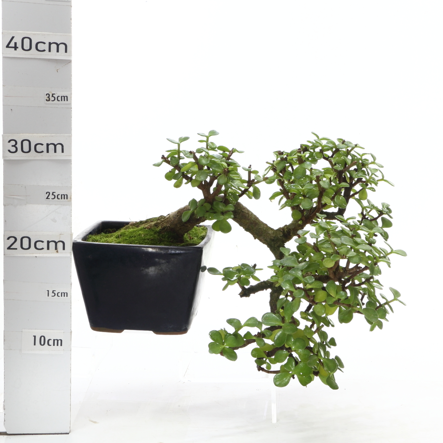 Portulacaria cascade M4