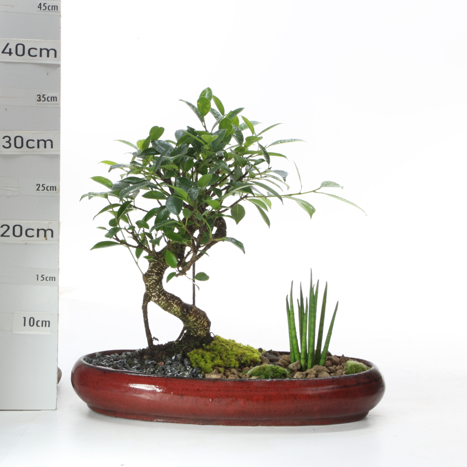 JA M4 fr cv25cm sans sc