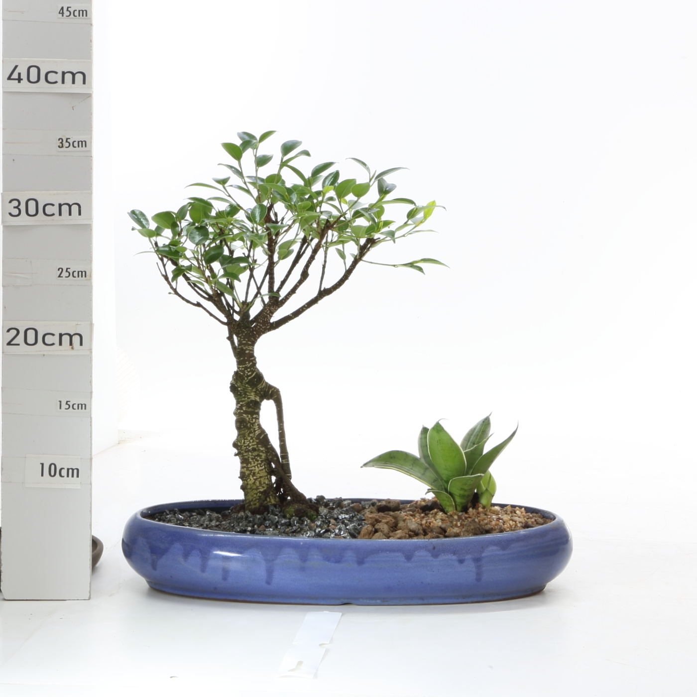 JA FR M4 Oval 25cm sans sc