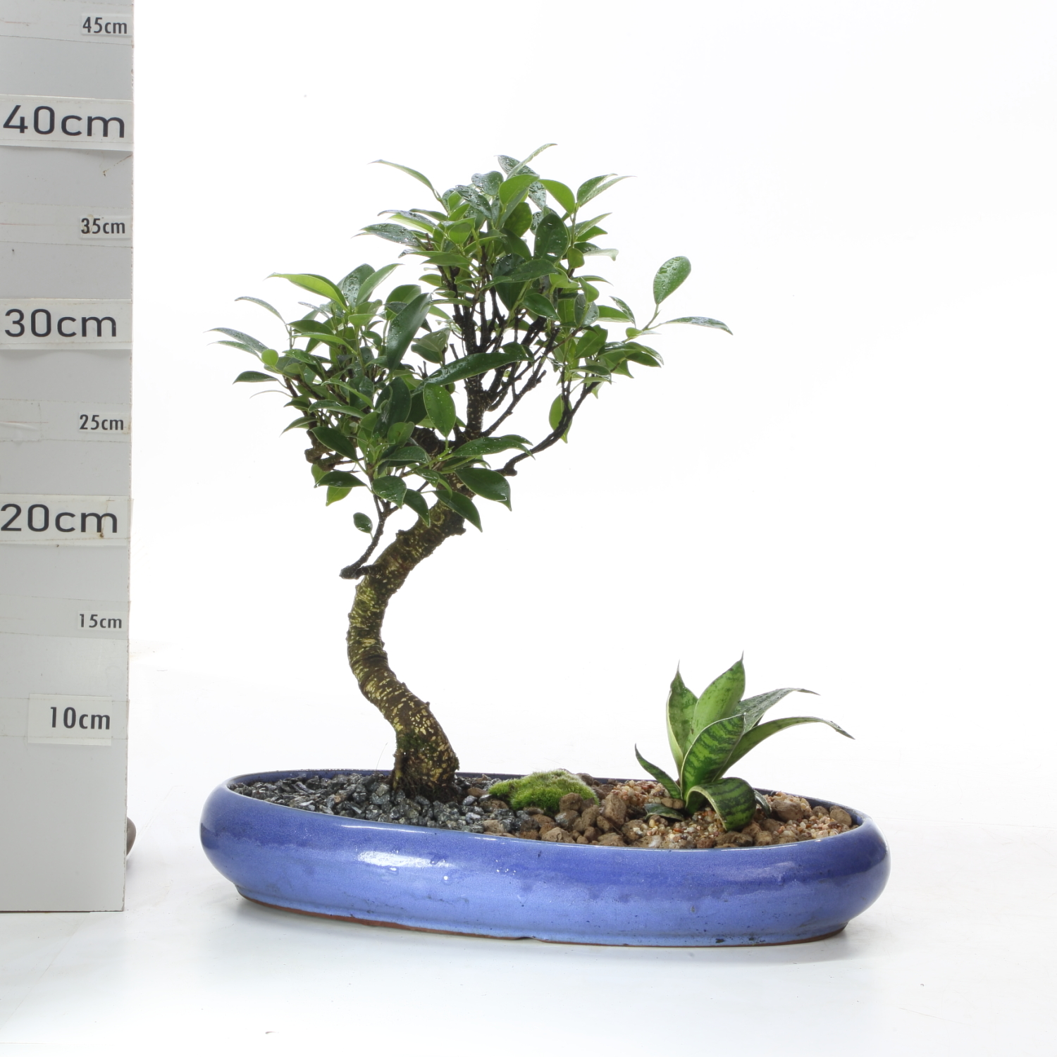 JA FR M4.2 Oval 25cm sans sc