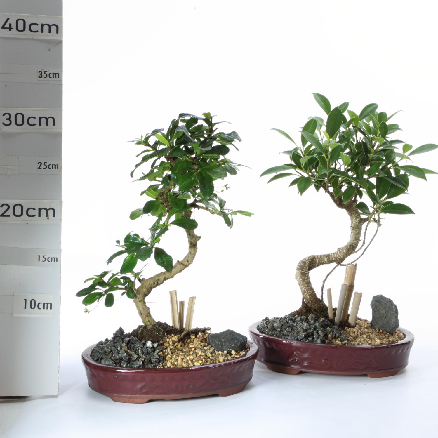 JA M3 Ø18cm sans sc