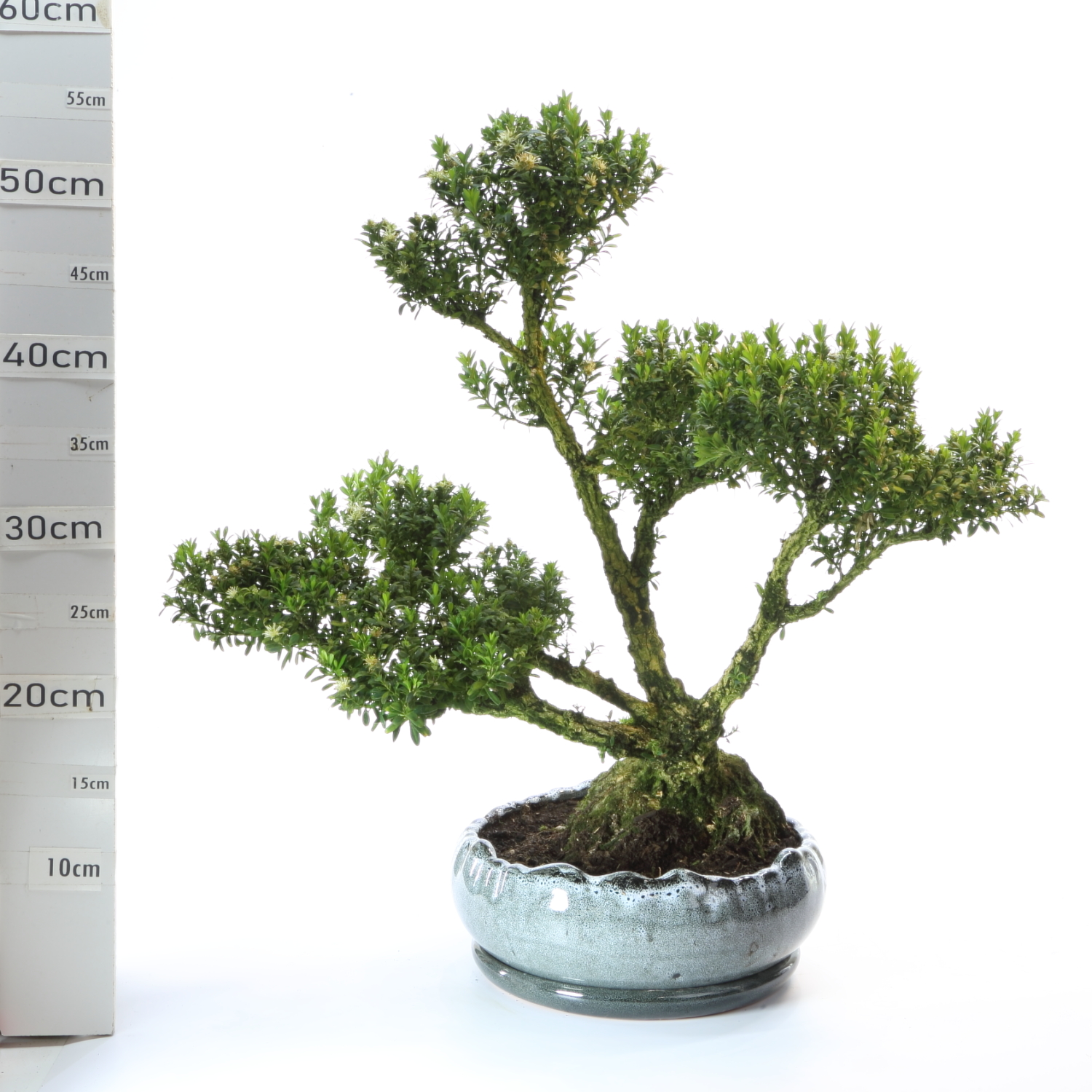 Buxus K8.5.pot Hana Ø23cm+S