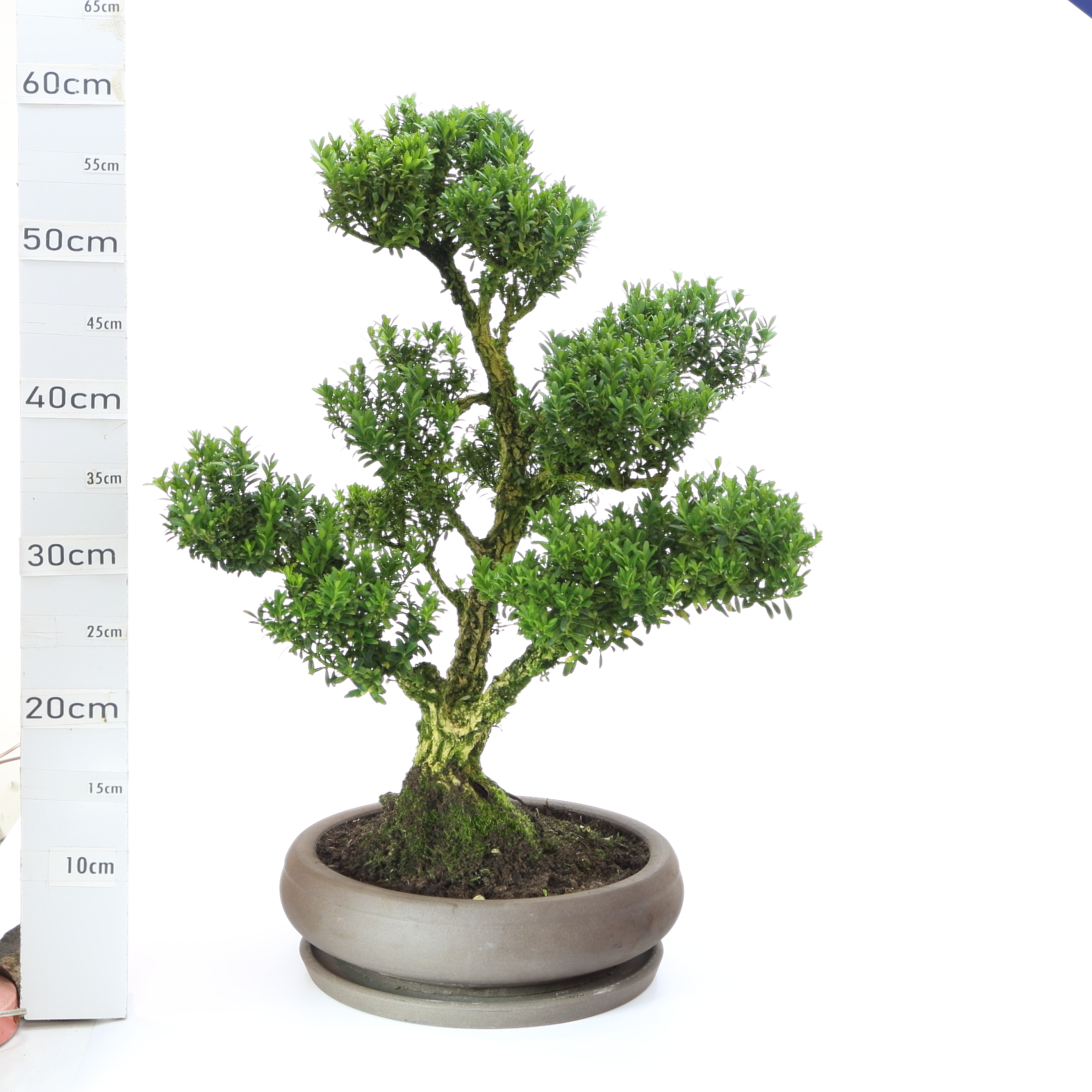 Buxus M9 Ø27cm+S