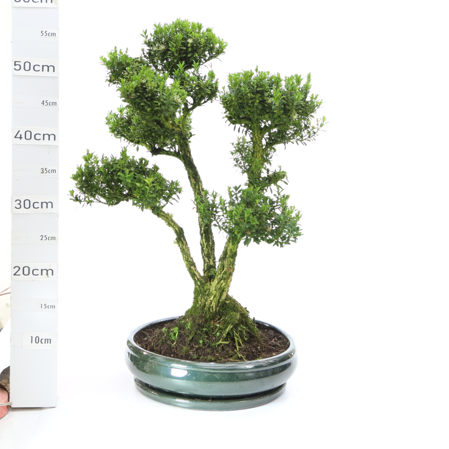 Buxus M9 Ø27cm+S