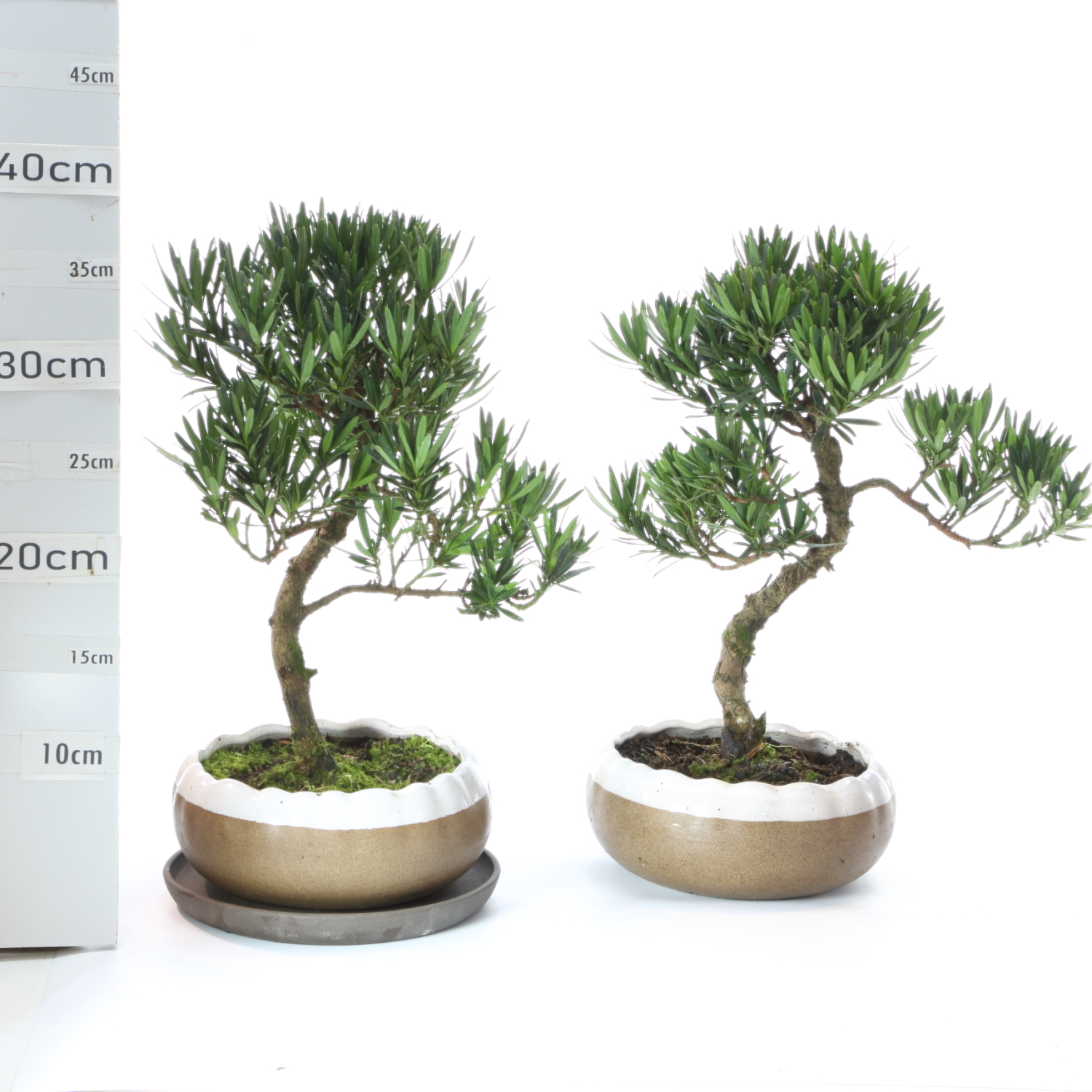 Podocarpus M4,2 Han Ø20cm+S