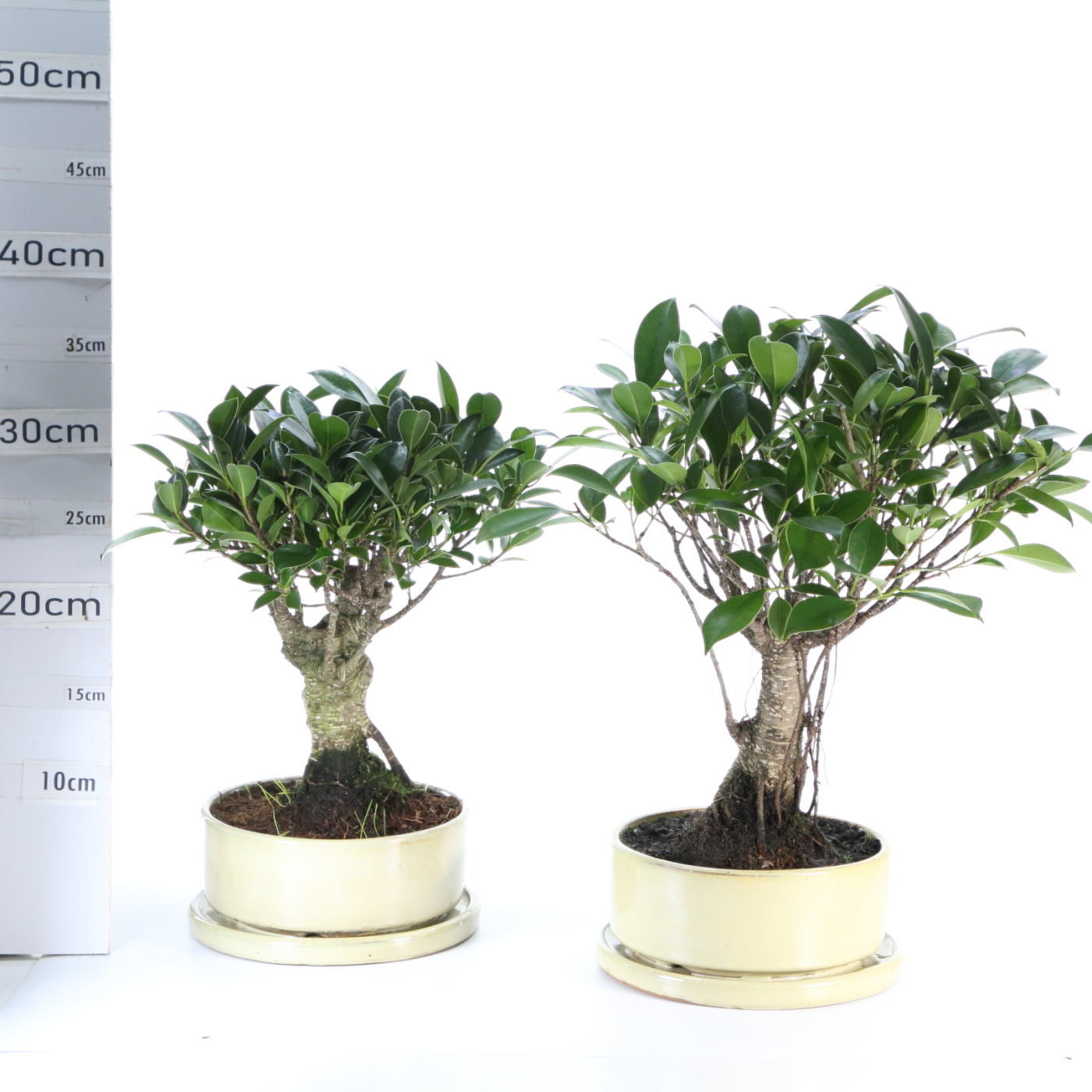 Ficus M3.5 GT pot Ruando+S