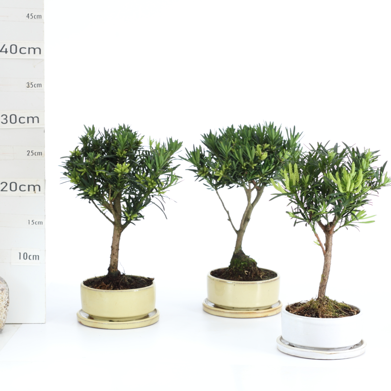 Podocarpus M2.5+S