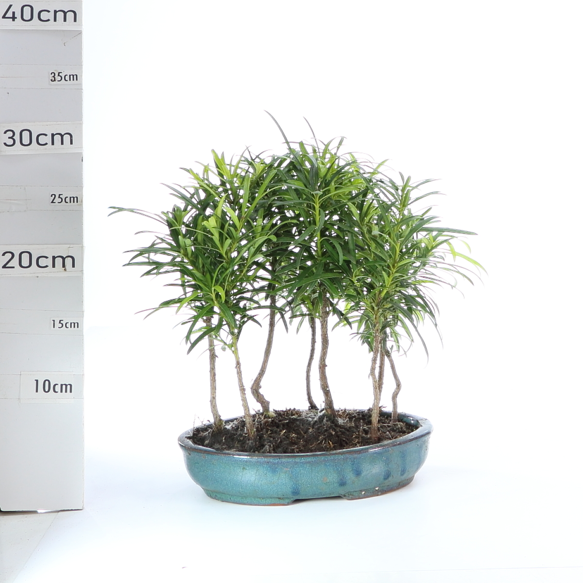 Podocarpus M3,2 forêt