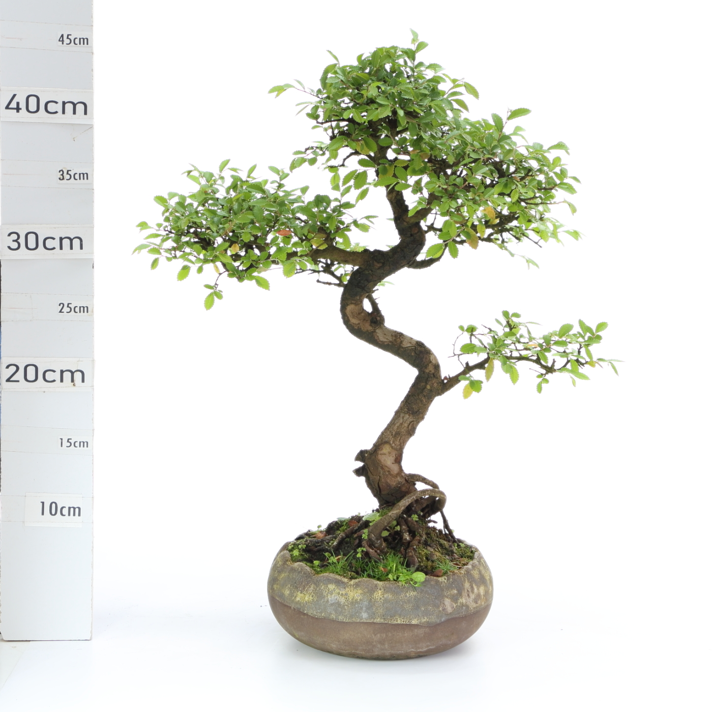 Zelkova M5 Hana+S
