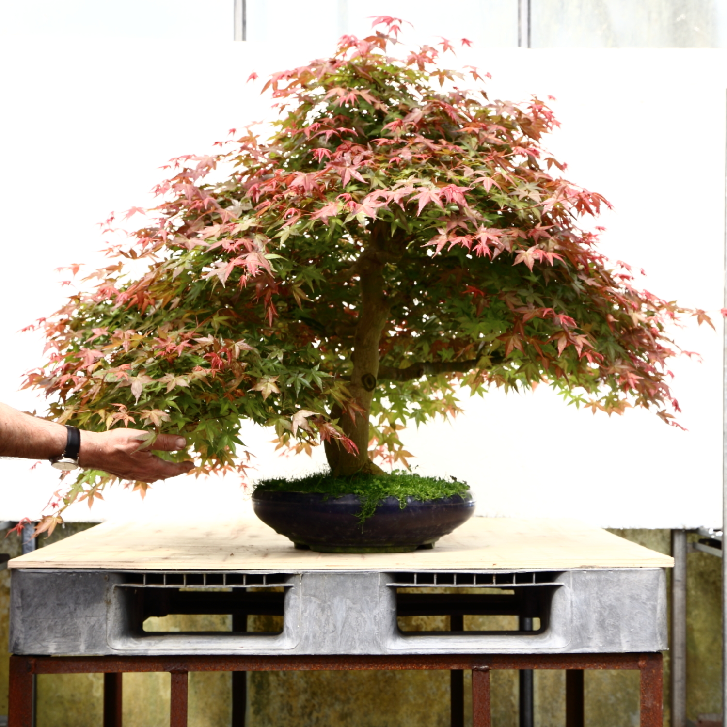 Acer M2xx deshojo pot Japon environ70 ans import BOKI 1990