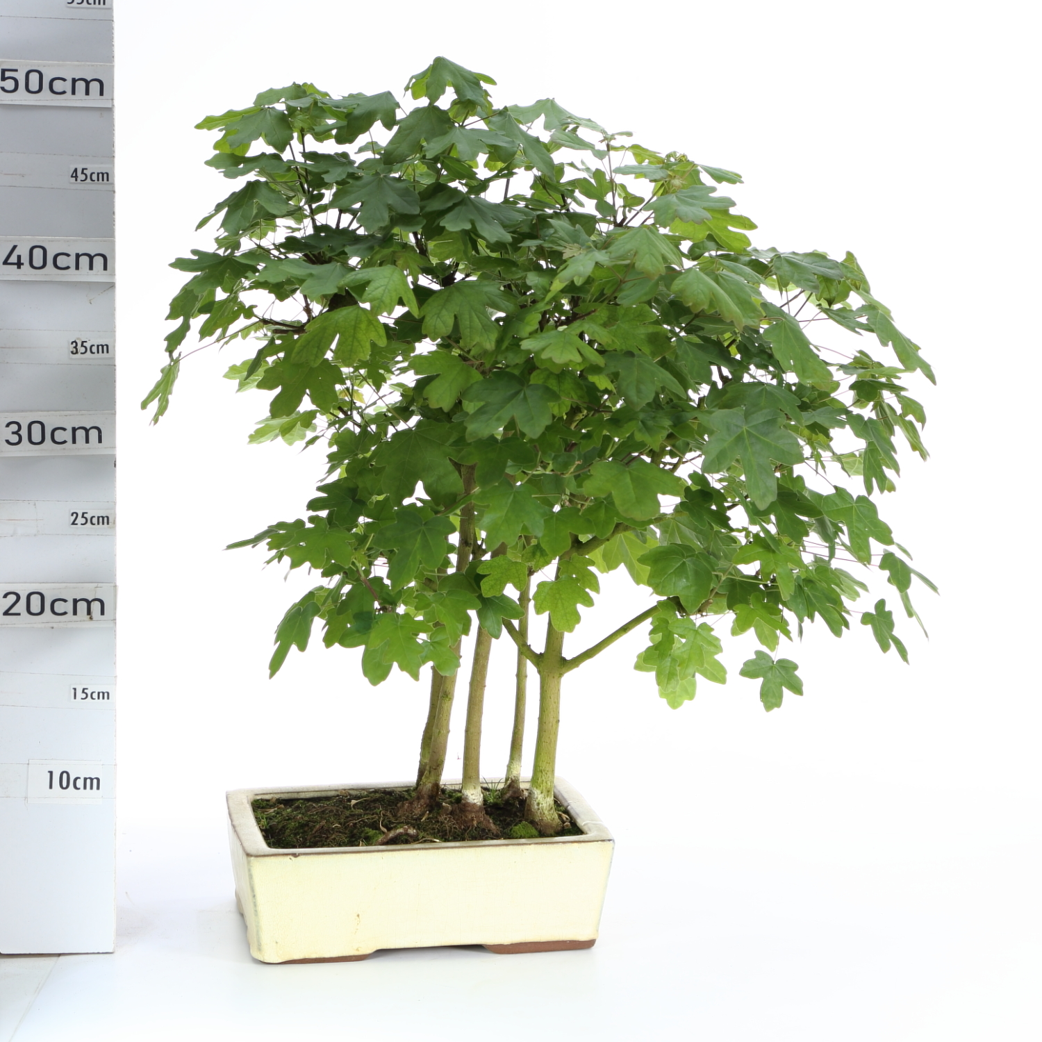 Acer M5 trident
