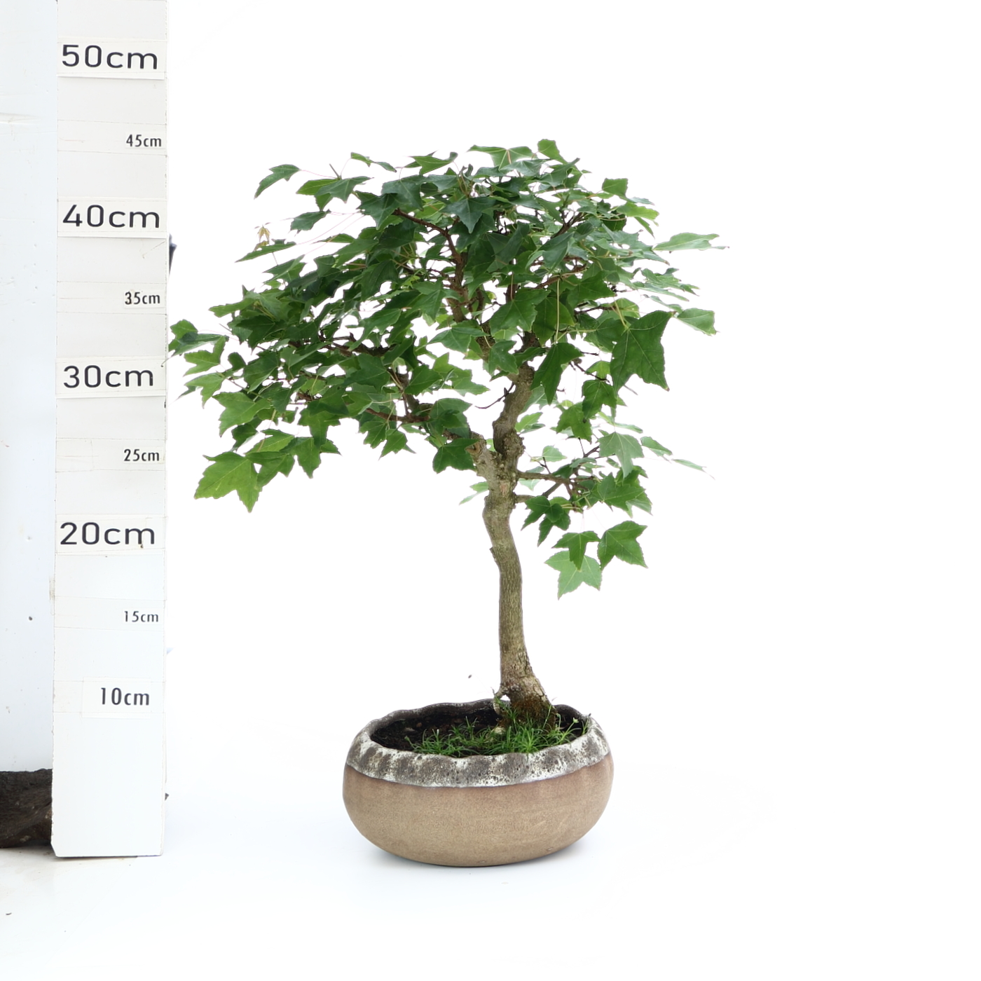 Acer M5.5 burger pot hana