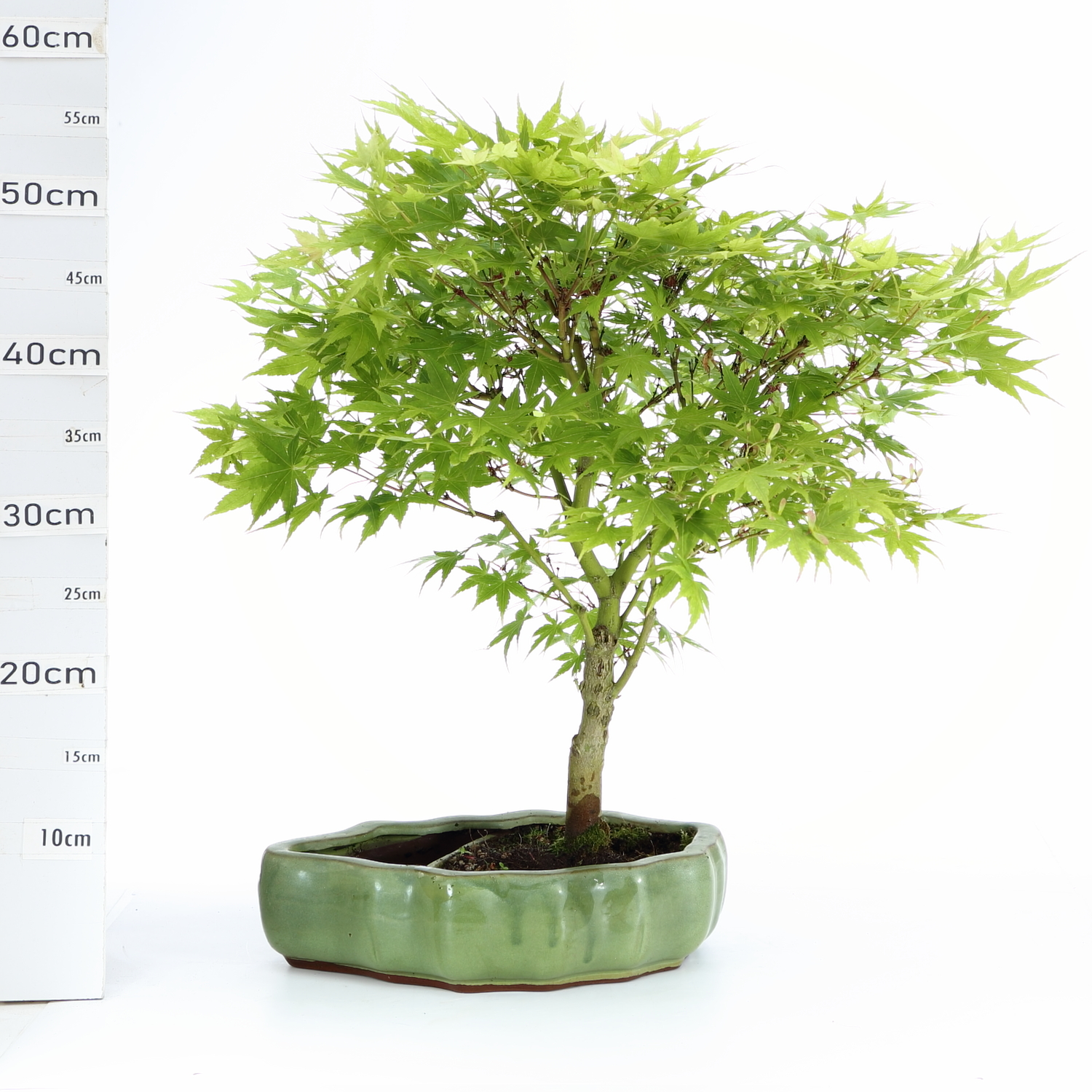 Acer M7.7 palm bassin