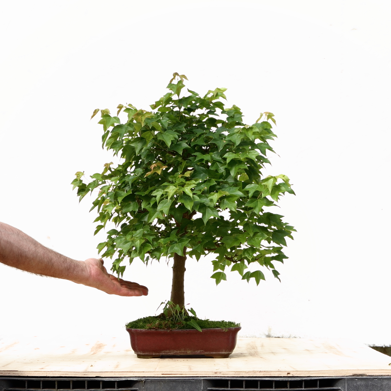 Acer M8 burgerianum H70cm