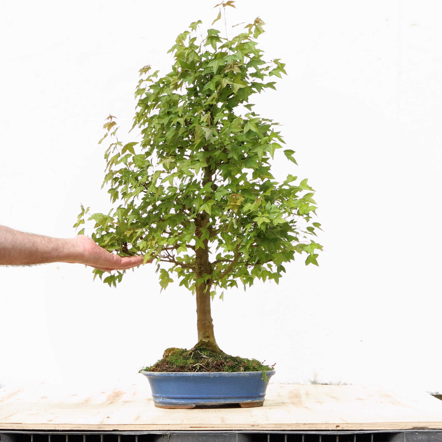 Acer M8 burgerianum H85cm