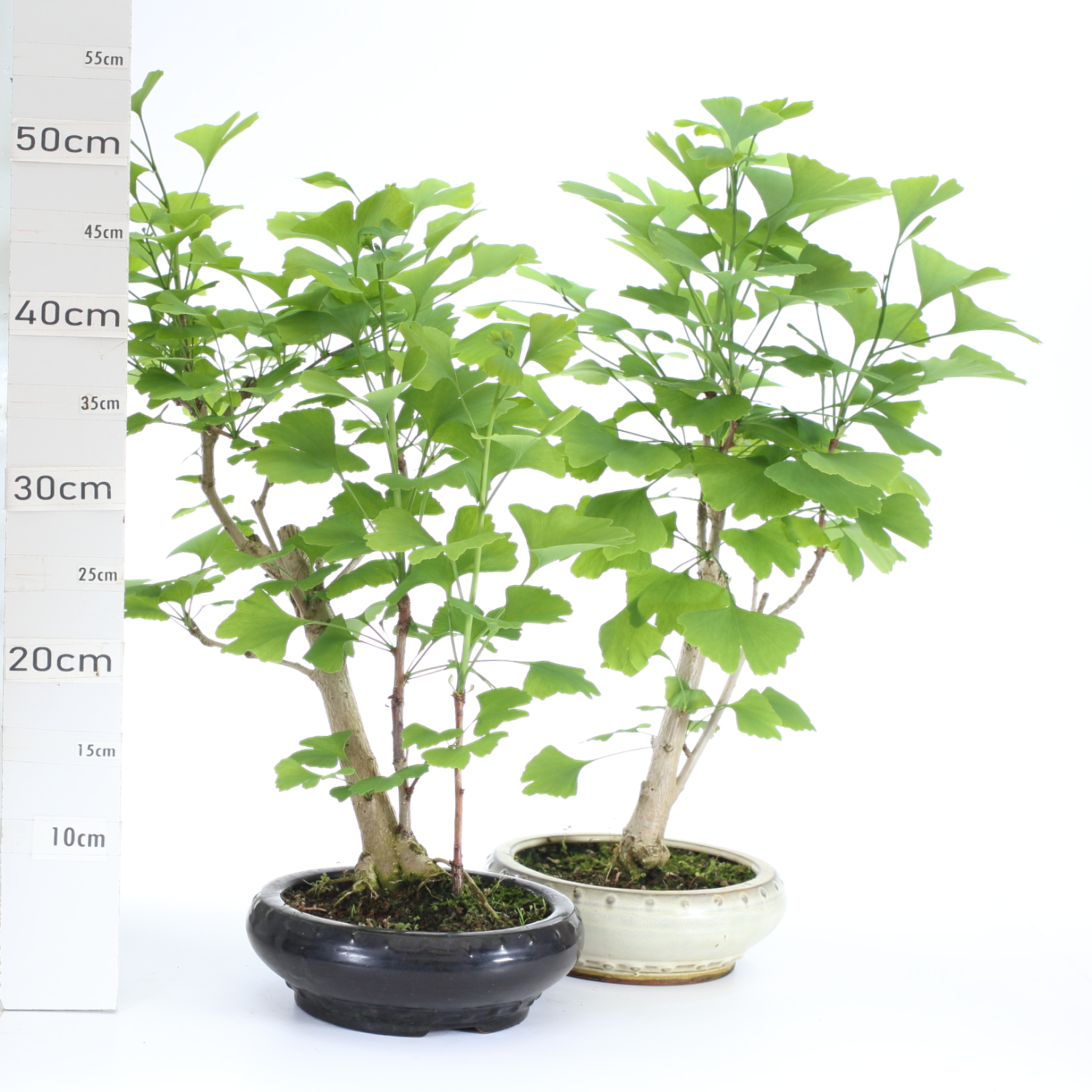 Gingko biloba M4.5