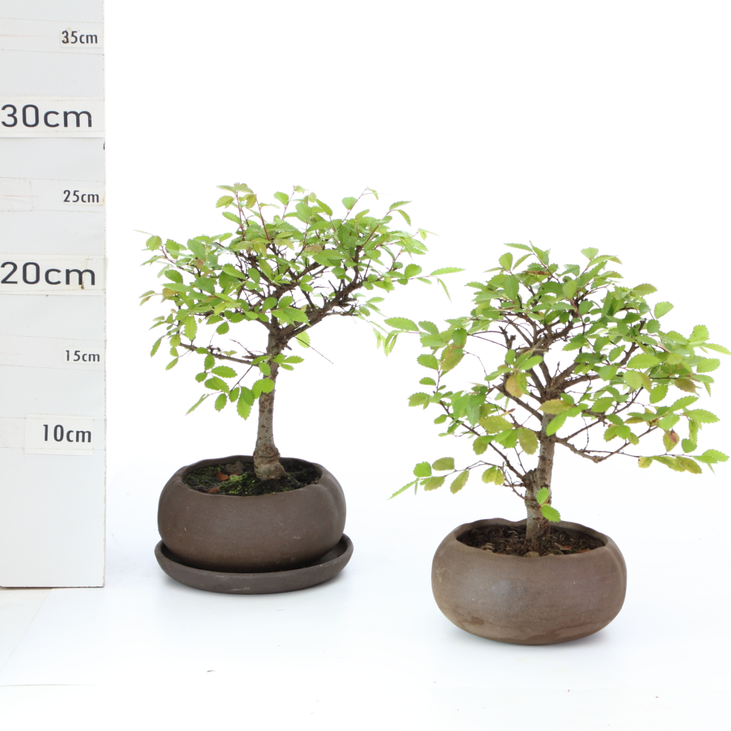 Zelkova K2 hana+S