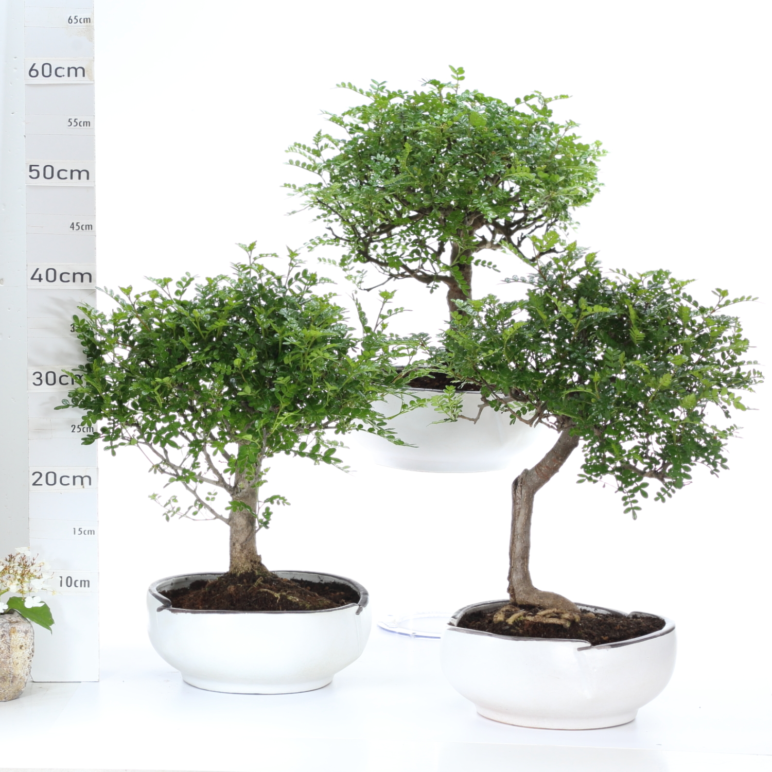 Poivrier M6 pot menzenØ23cm sans sc