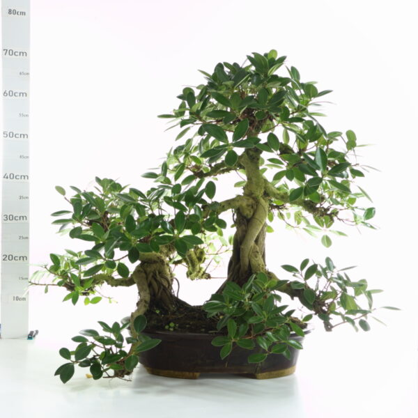 Ficus panda M17 +de40ans pot Taï avec fentes de cuisson